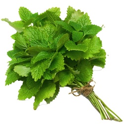 FRESH MINT EACH