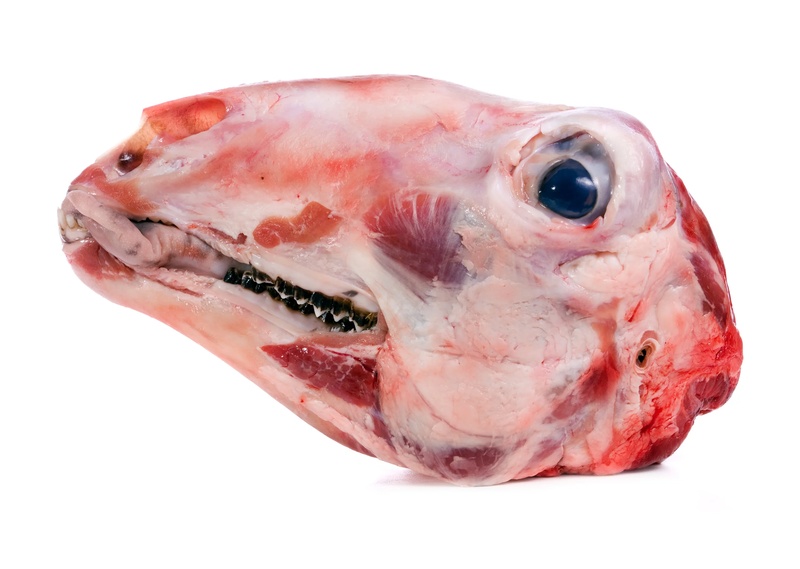 Goat Head