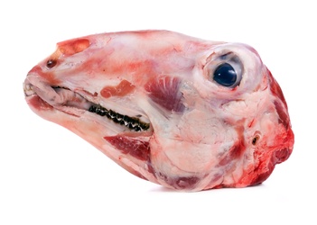 Goat Head