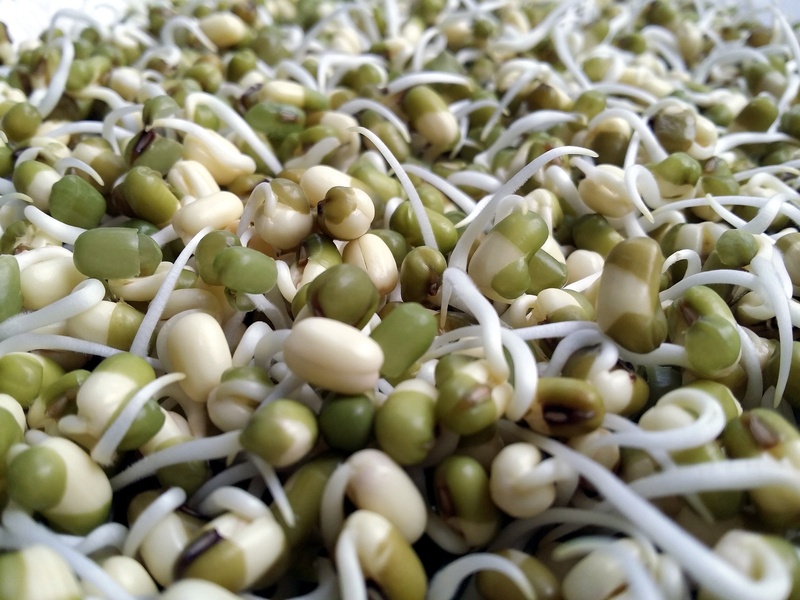 BEANS SPROUTS