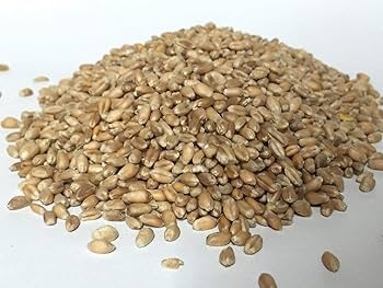 HABEH  PEARLED WHEAT