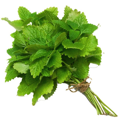 FRESH MINT EACH