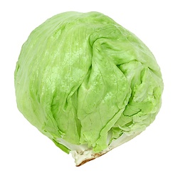FOXY LUTTUCE