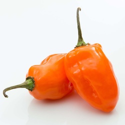 HABENARO PEPPER RED, BROWN, WHITE, ORANG