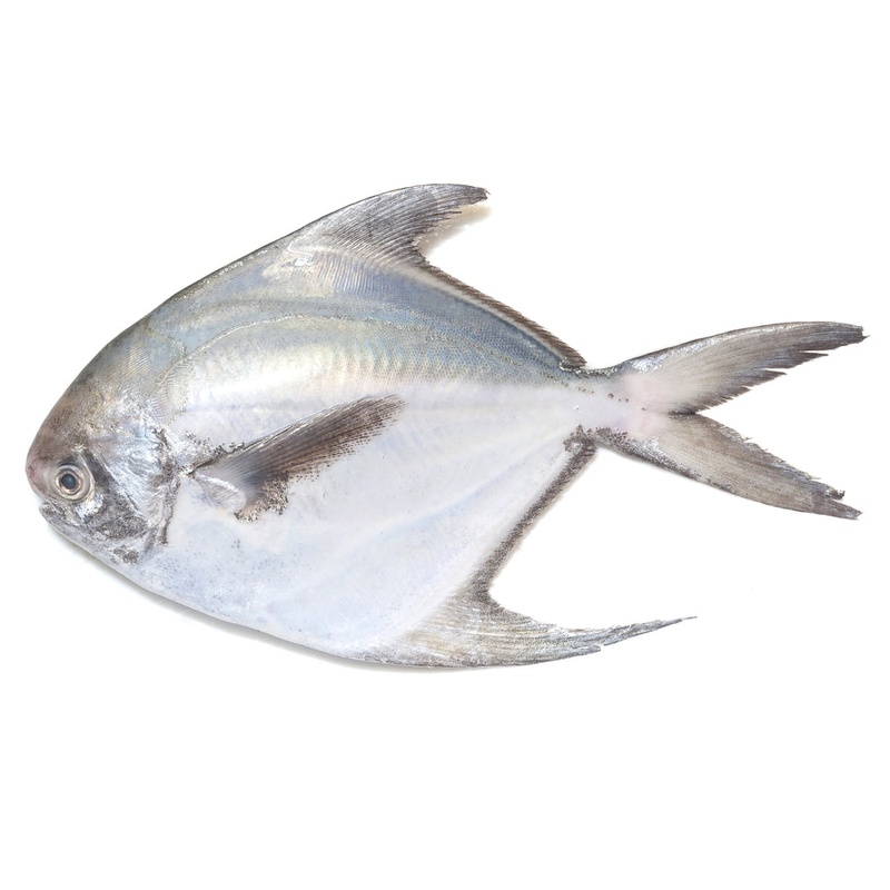SLIVER POMFRET300-500 1KG