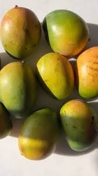 PALENQUE PREMIUM MANGO 6 PIECE