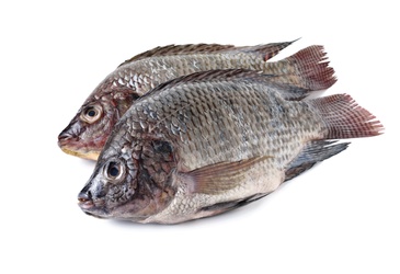 TILAPIA [WHOLE]