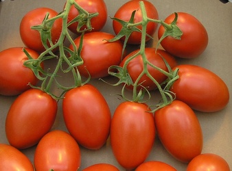 ROMA TOMATOES