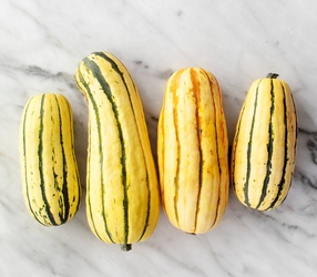 DELICATA  SQUASH