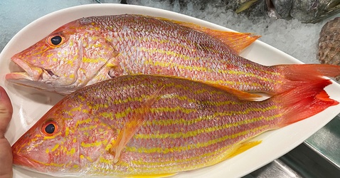 RED/LANE SNAPPER
