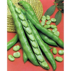 Fava Bean seeds