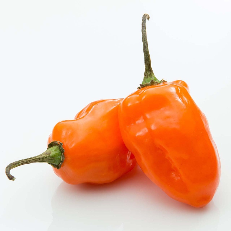 HABENARO PEPPER RED, BROWN, WHITE, ORANG