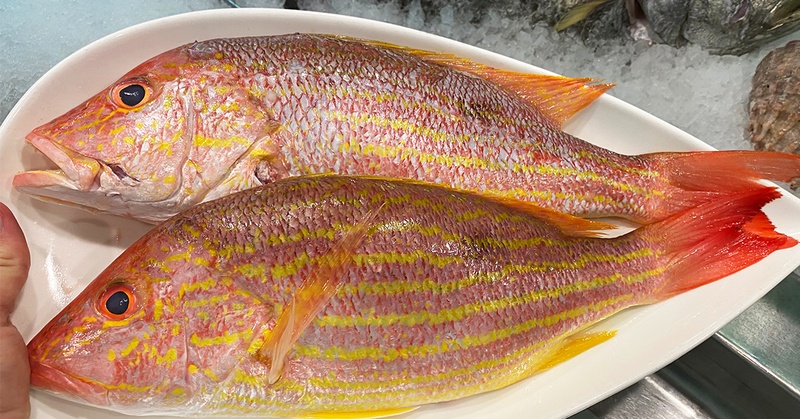 RED/LANE SNAPPER
