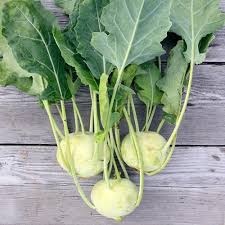 Green Turnip