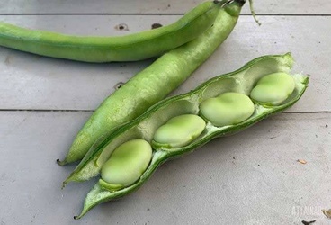 FRESH FAVA BEANS
