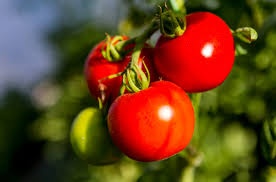 RICH TOMATOES