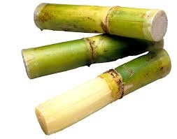 SUGAR CANE
