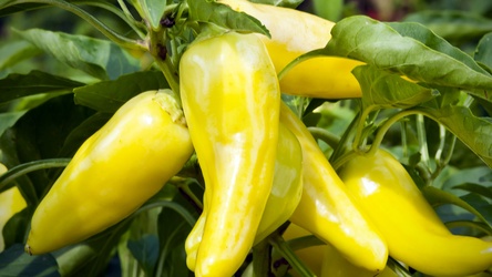 YELLOW  PEPPERS