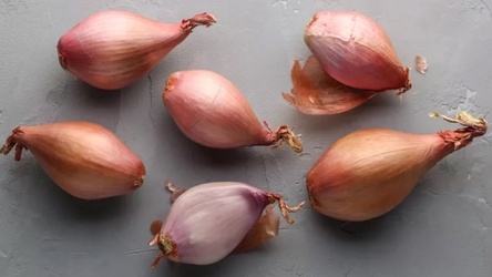 ONIONS  SHALLOTS