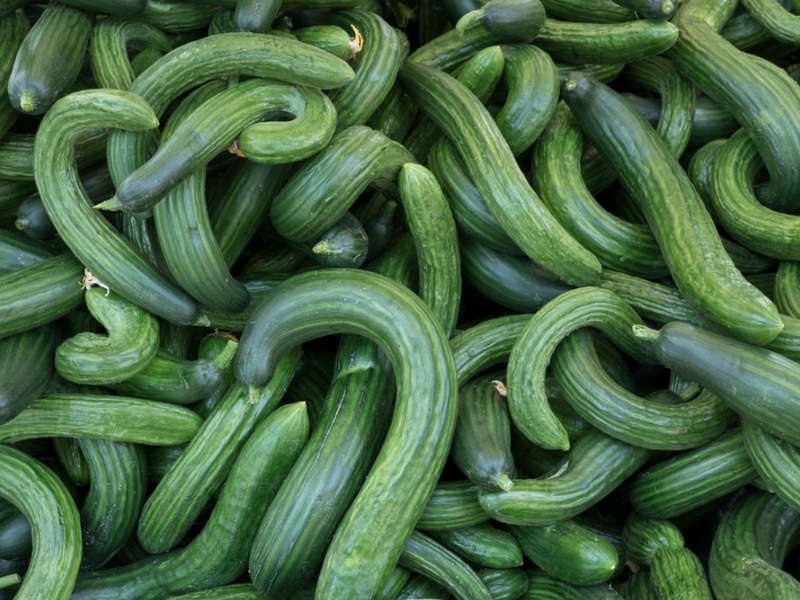CURLY  CUCUMBER